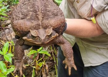 Cane Toad Australia