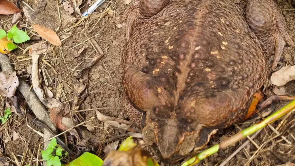 2.7kg Cane Toad