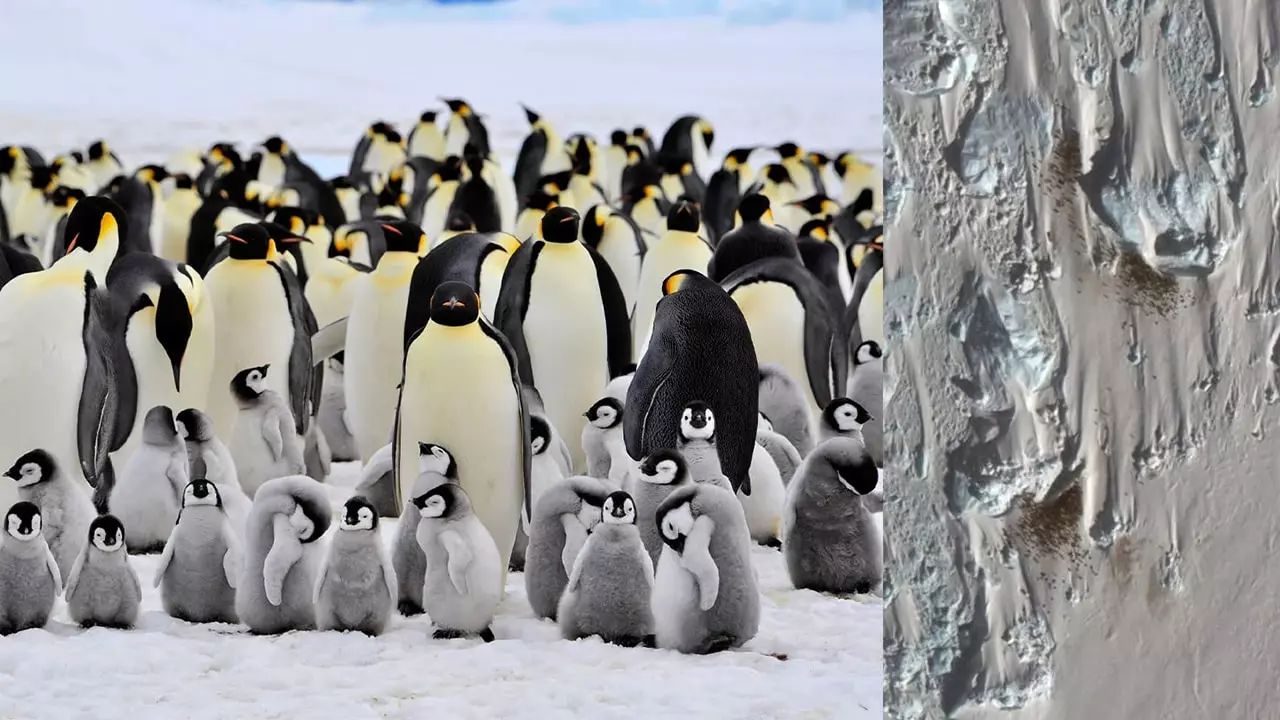 Penguin Colony Antarctica