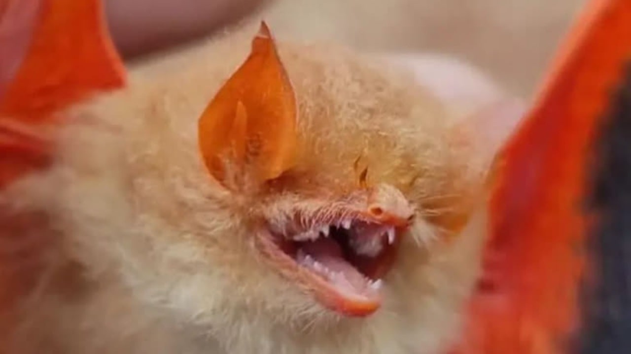 Orange Bats