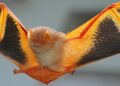 Orange Bats