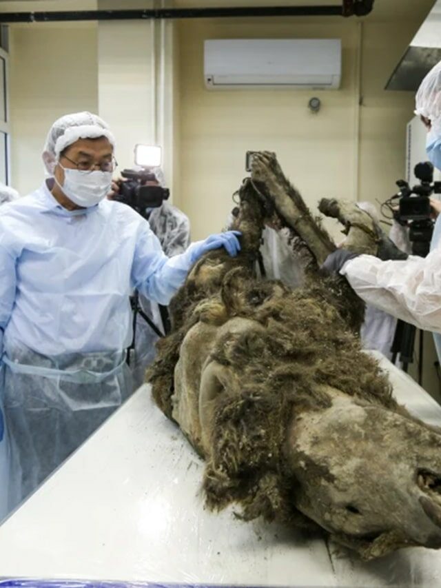 The Story of the 3500-Year-Old Brown Bear of Siberia