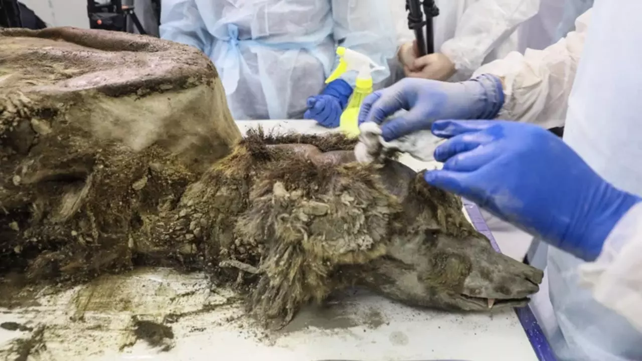 Examining the 3500-year-old Brown Bear