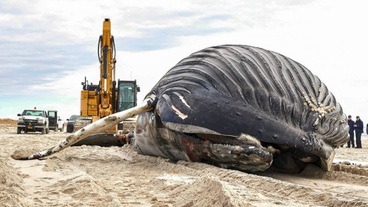 Humpback whale