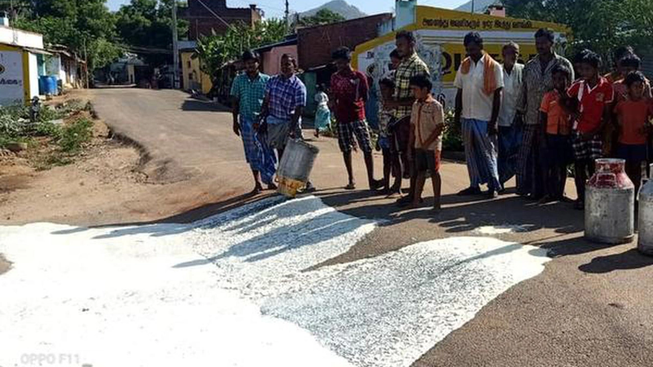 Tamil Nadu's Dairy Farmers Dumping Milk On Streets