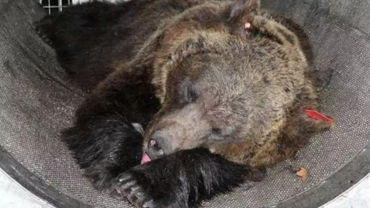 Female JJ4 Bear Killed the 26-Year-Old Jogger 