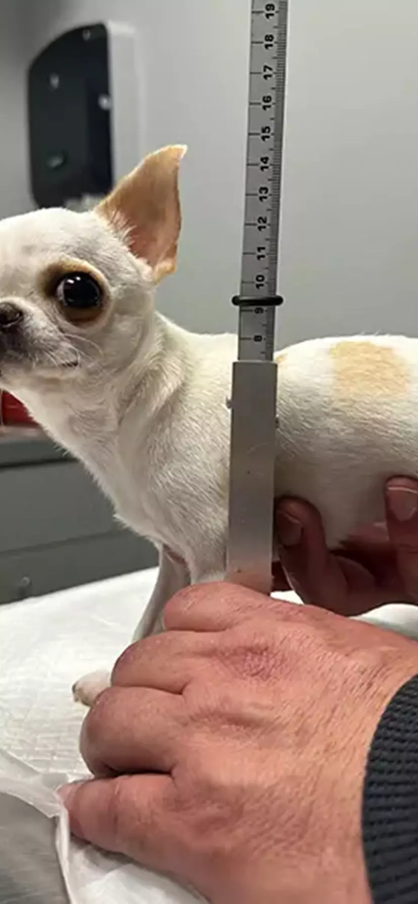 smallest dog in the world