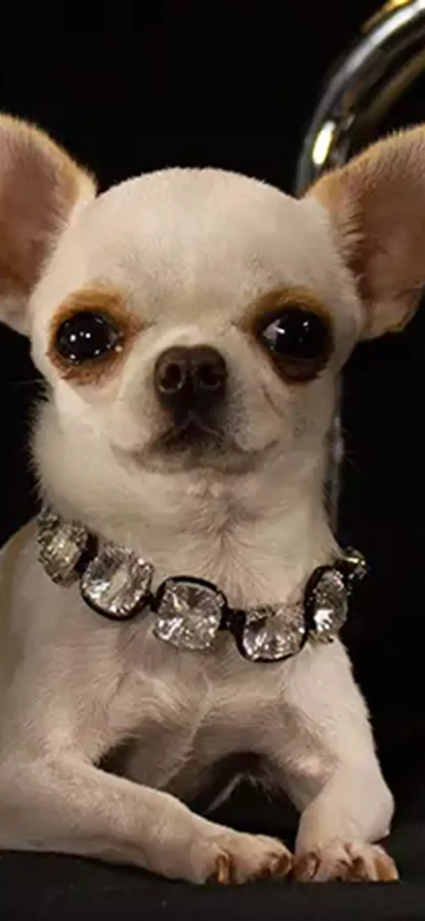 10 smallest dog breeds