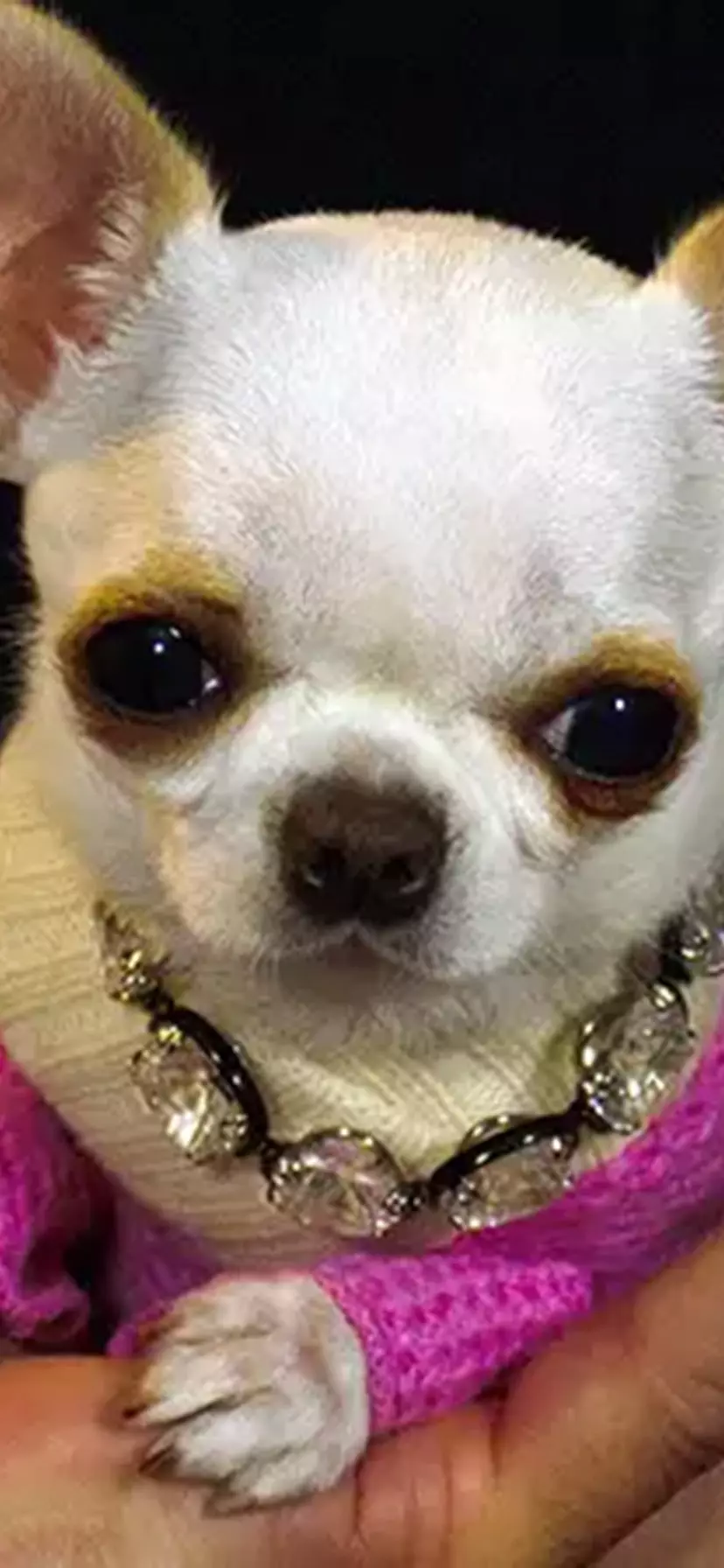 smallest dog breed in the world