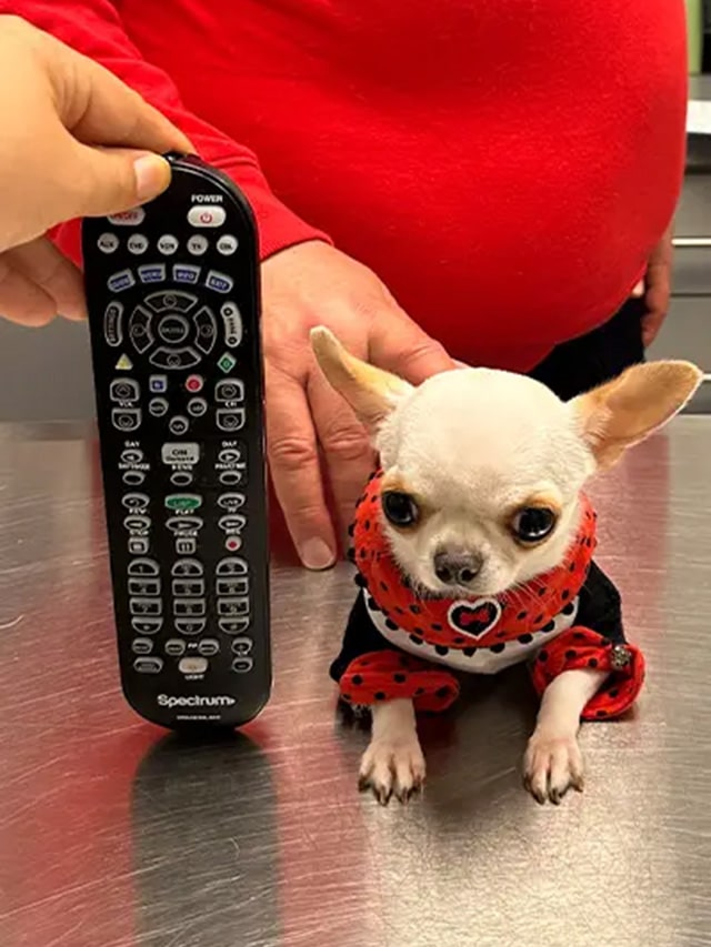 Meet Pearl, the world’s shortest living dog at just 3.59 inches!