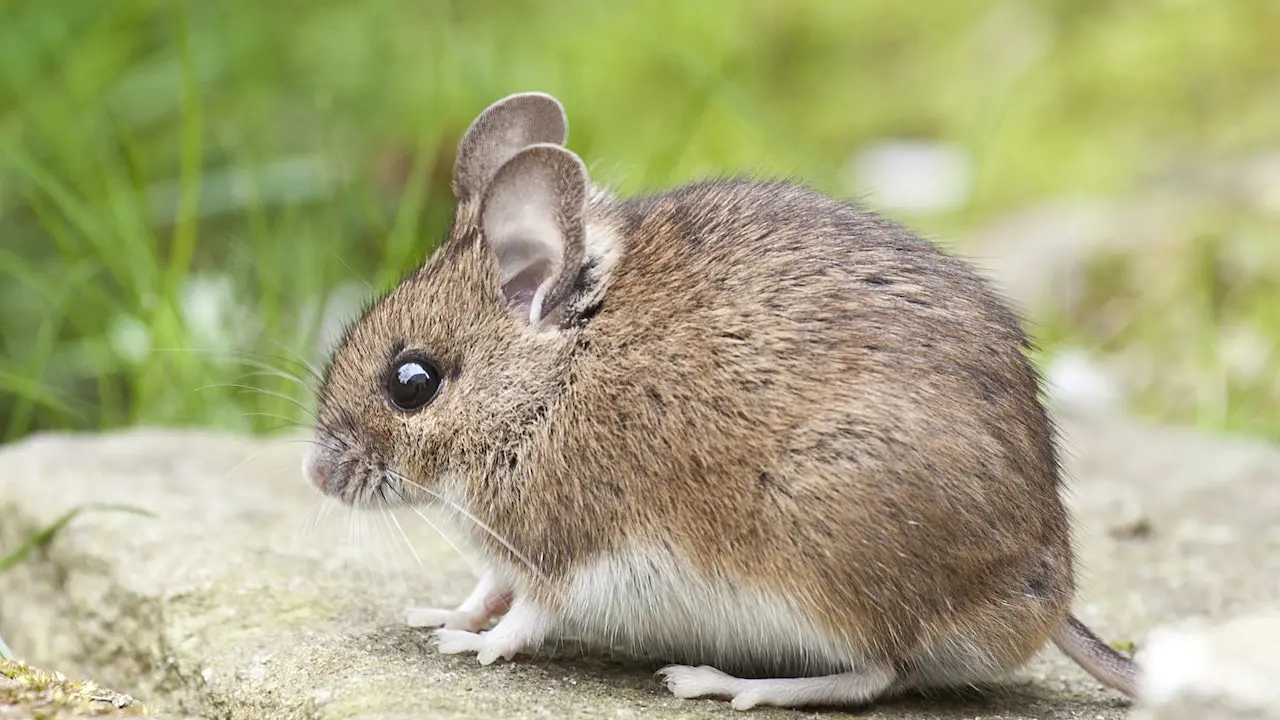 Mouse Head Found in Hospital Cafeteria Lunch Box