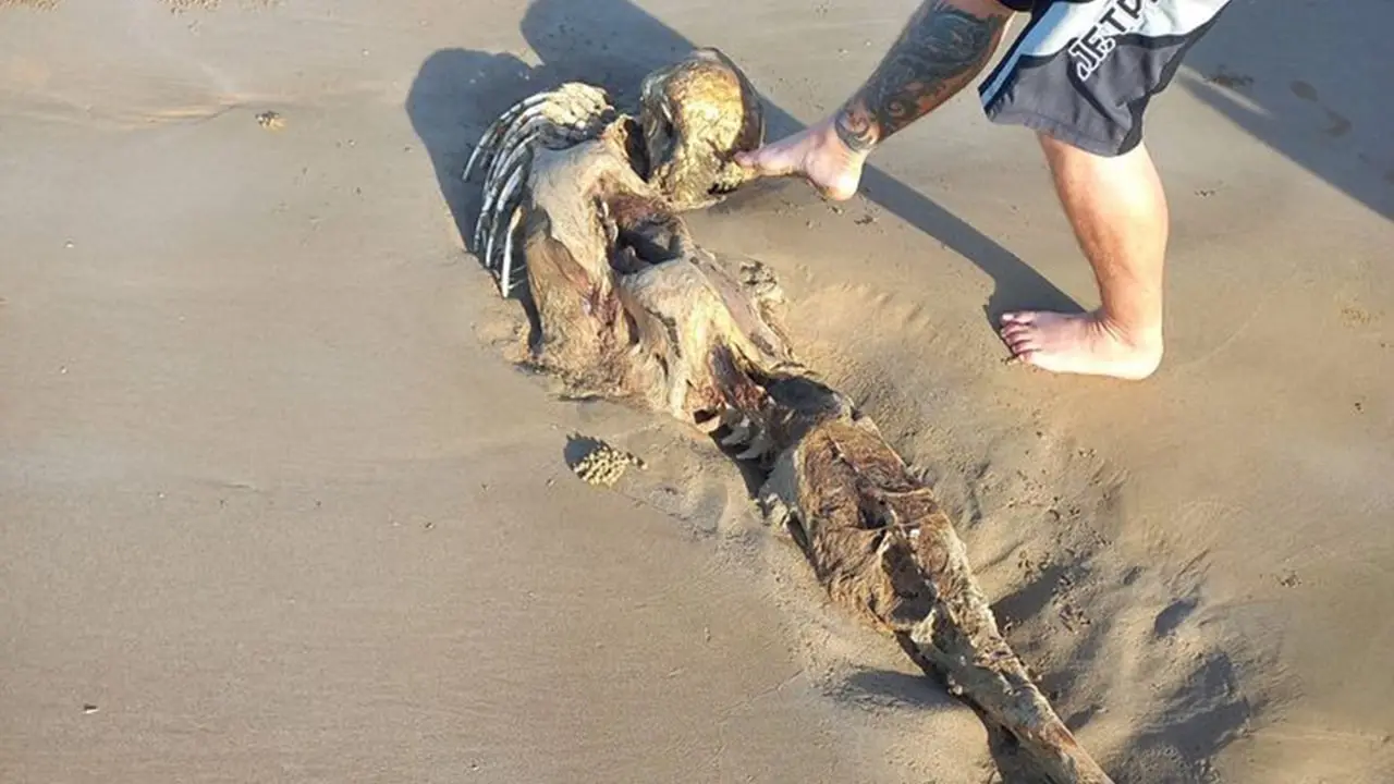 Mysterious Creature Found on Australian Beach