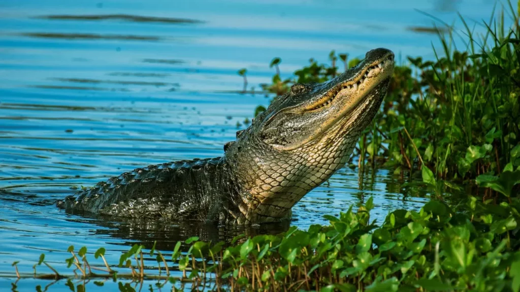 Crocodile Pulls Woman into Odisha River