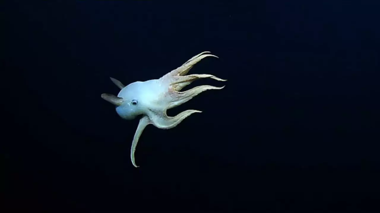 Dumbo Octopus