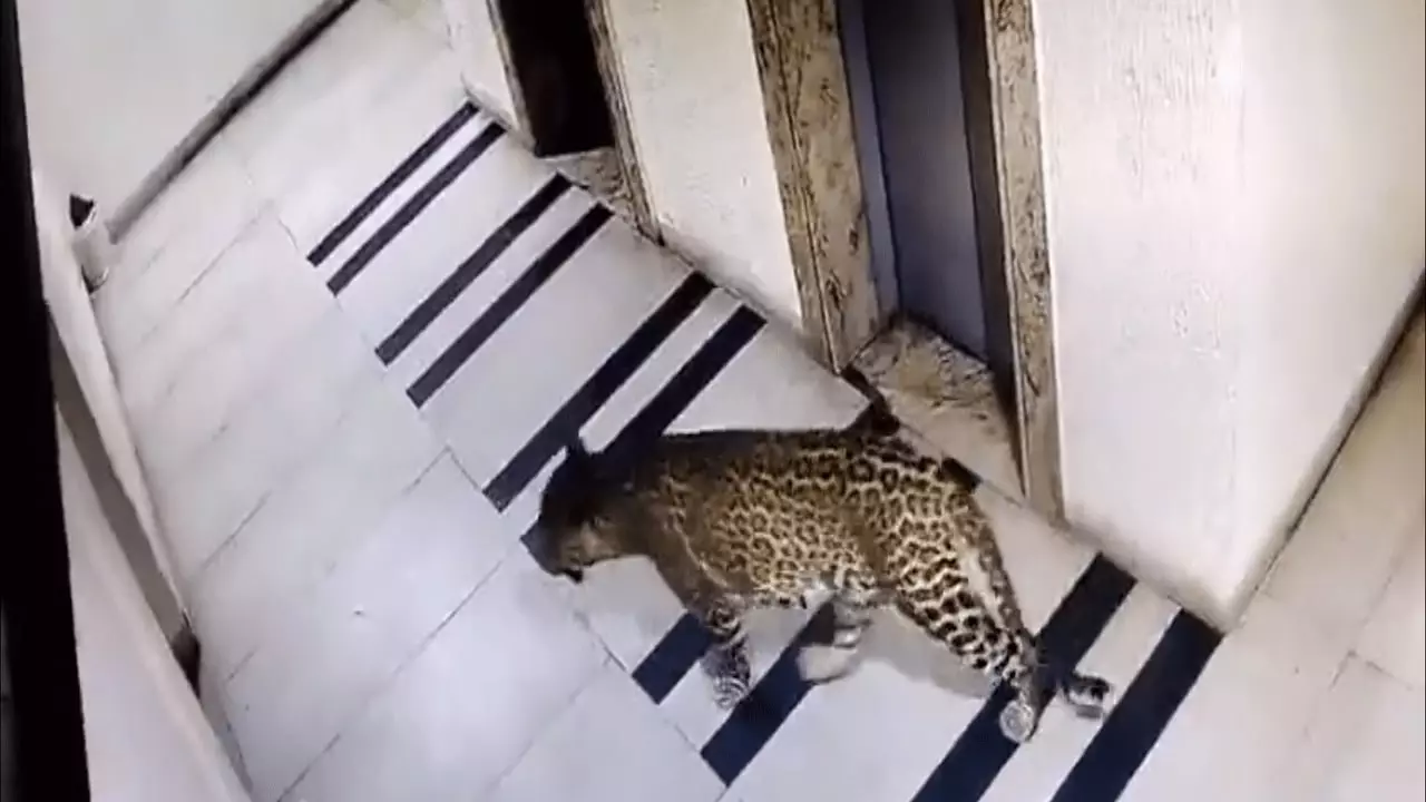 Leopard Spotted in Bengaluru