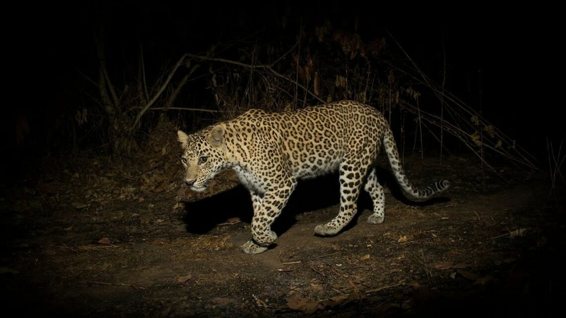 Leopard Spotted In Bengaluru Neighbourhood: Nighttime Safety Advisory ...