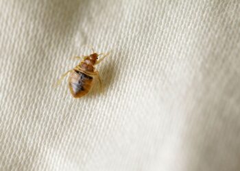 Paris Bedbug Outbreak
