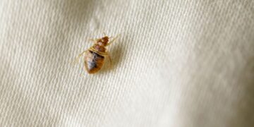 Paris Bedbug Outbreak