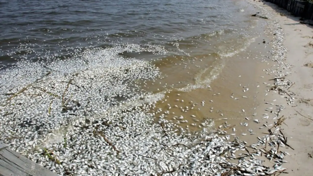 Millions of fish have been stopped on the beaches of the Philippines