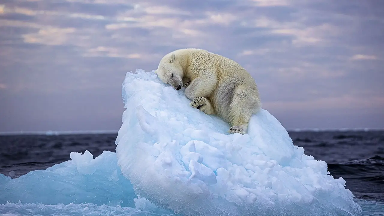 Sleeping Polar Bear on Iceberg 