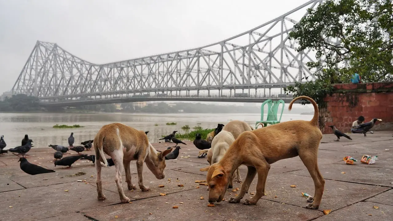 Stray dogs’ shooting in Telangana
