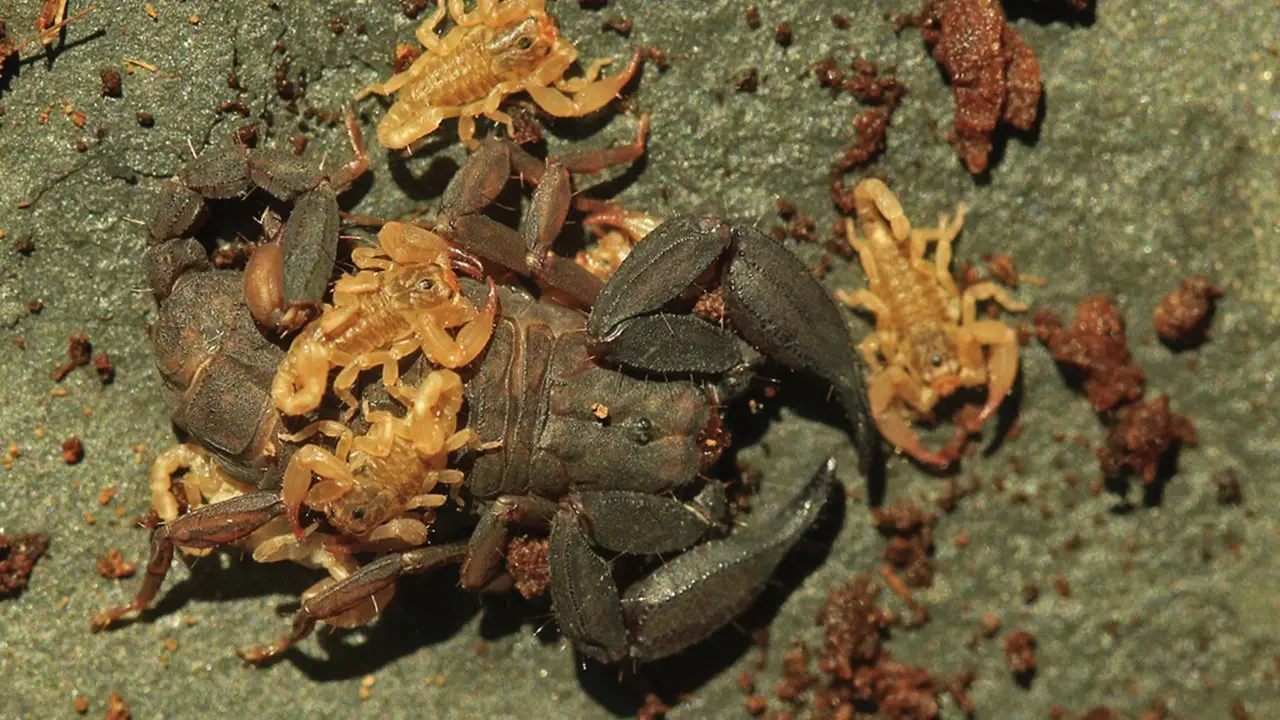New Scorpion Species with 8 Eyes