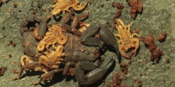 New scorpion species
