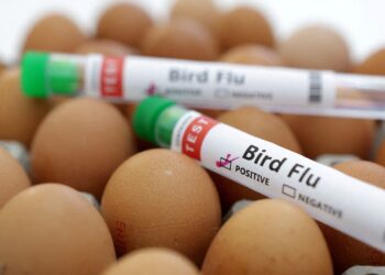 H5N1 Bird Flu Pandemic