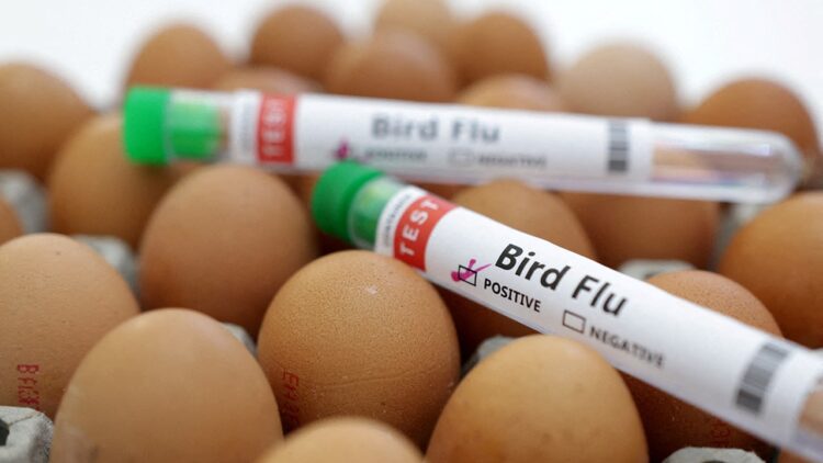 H5N1 Bird Flu Pandemic