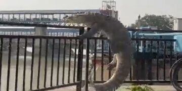 Bulandshahr crocodile video