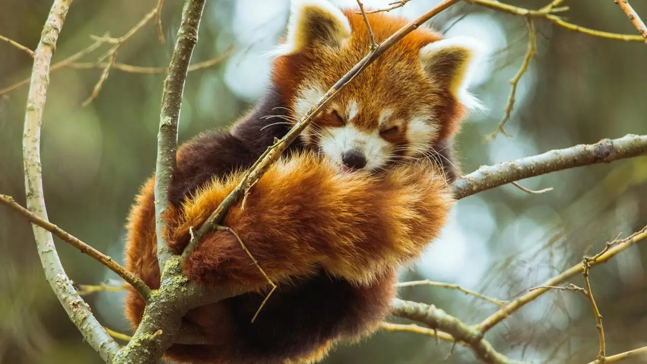 why is the red panda an endangered species