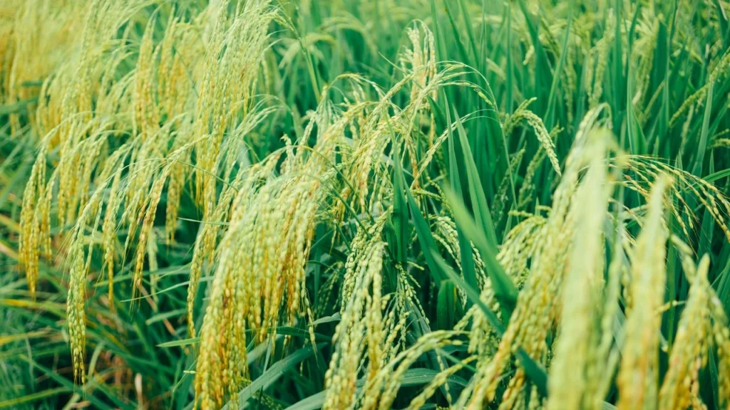 the role direct seeding of rice