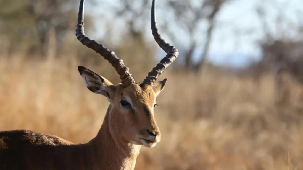 four horned antelope  status