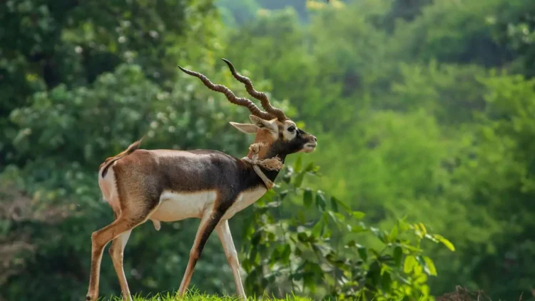 four horned antelope in India