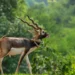 four horned antelope in India