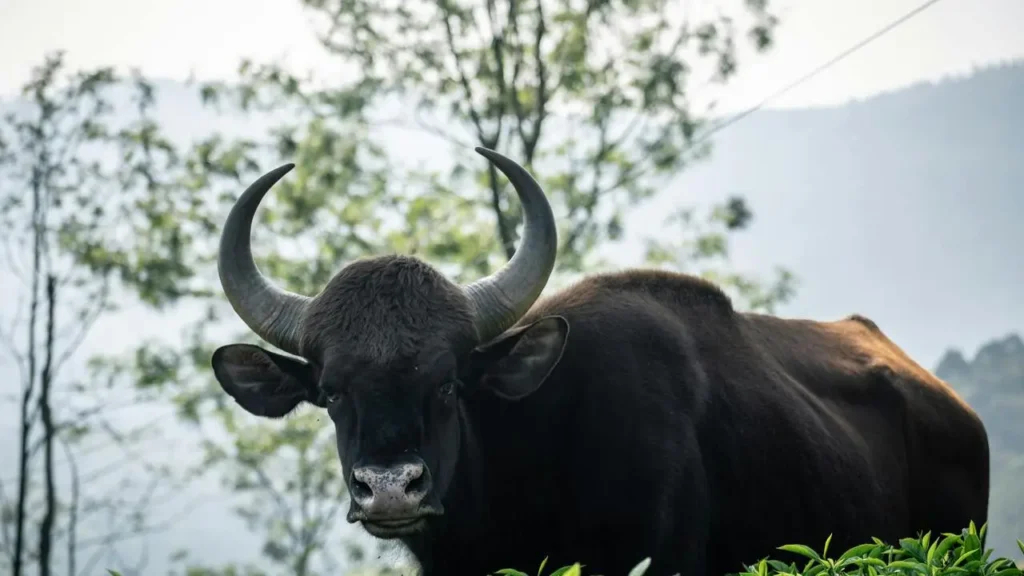 How the Indian Bison seen in states