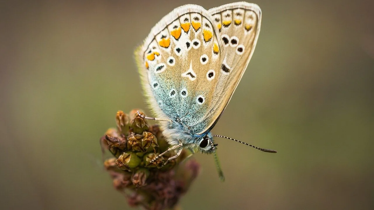 What is four-ringed butterfly